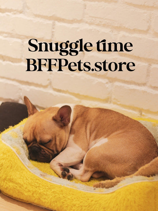 Choosing the Perfect Dog Bed: Comfort and Style